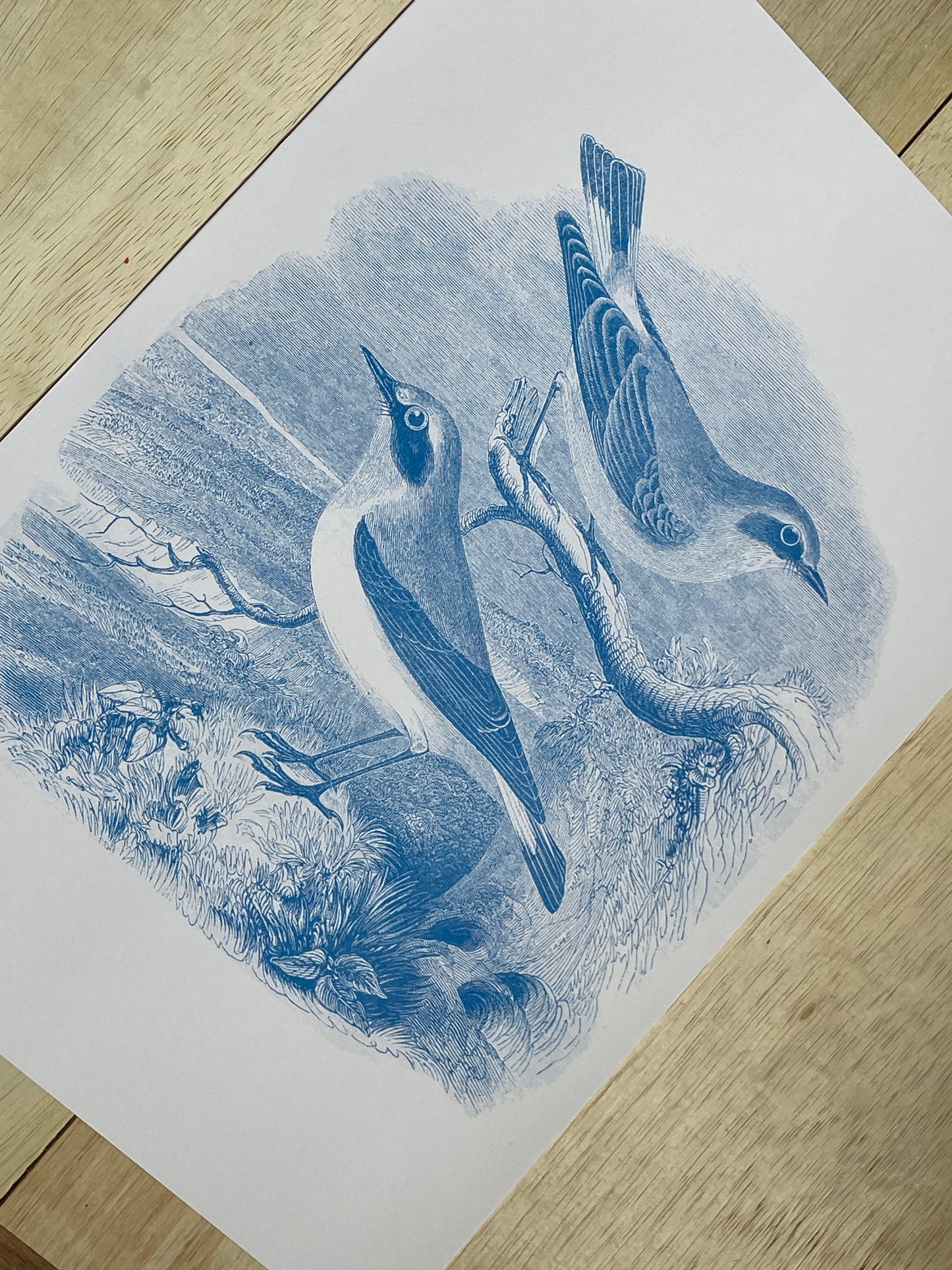 Bird Print