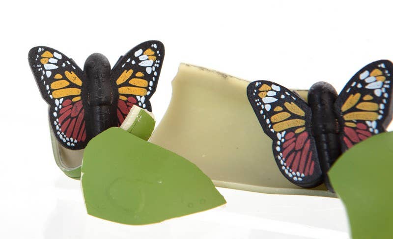 Hatch A Butterfly