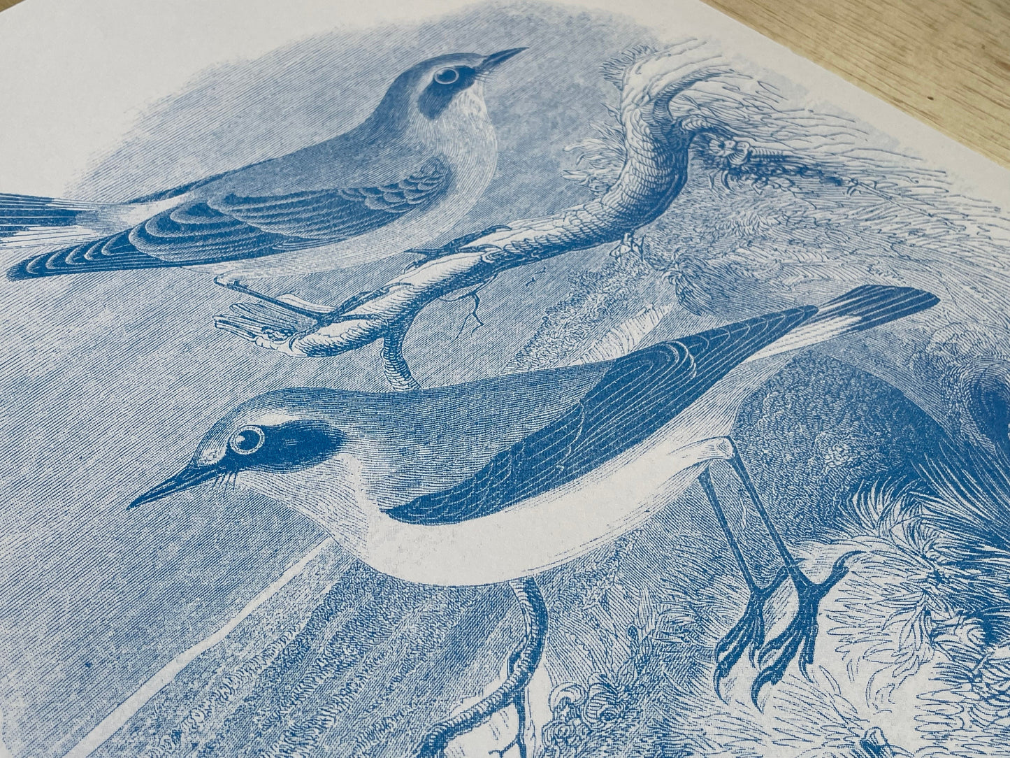 Bird Print