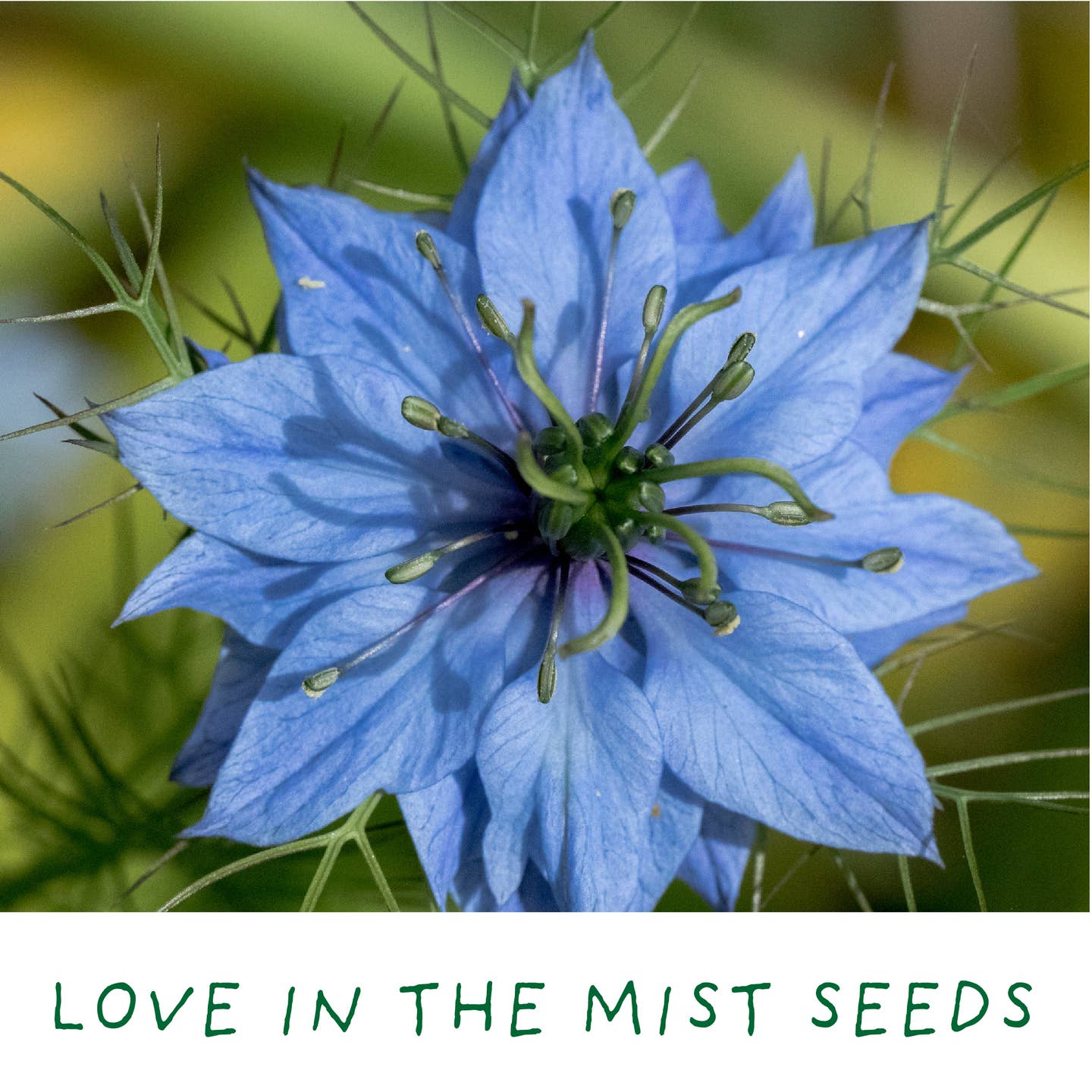 Romantic Garden - Eco Mini Plant Grow Kit